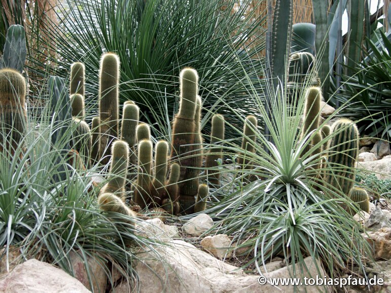 Cactus Kakteen Garten Erstklassige Fotos Photo Gallery Von Tobias Pfau